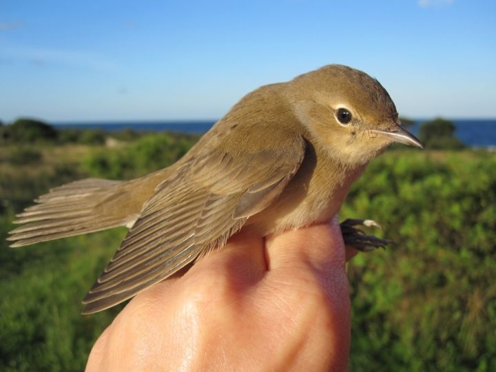 Garden Warbler, Sundre